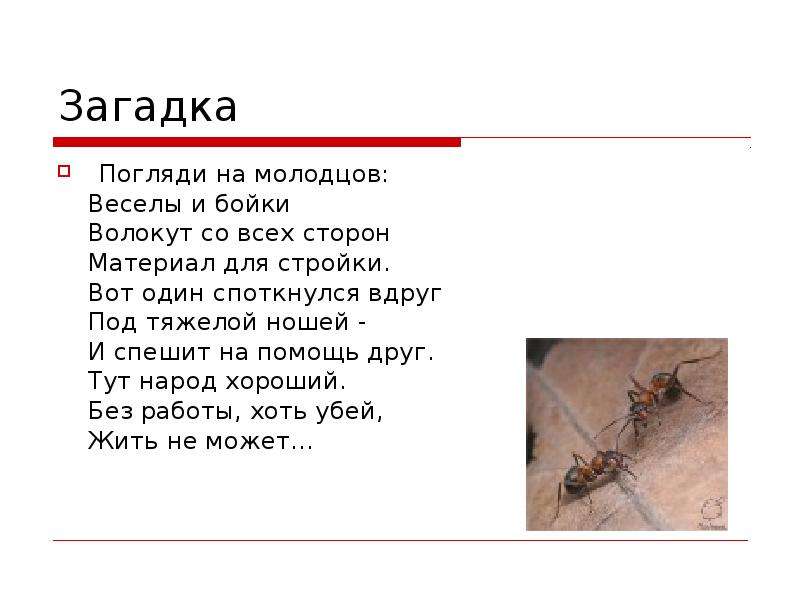 Загадки 18. Загадка погляди на Молодцов:. Загадка про друга 3 класс. Загадки 18 лет с ответами.