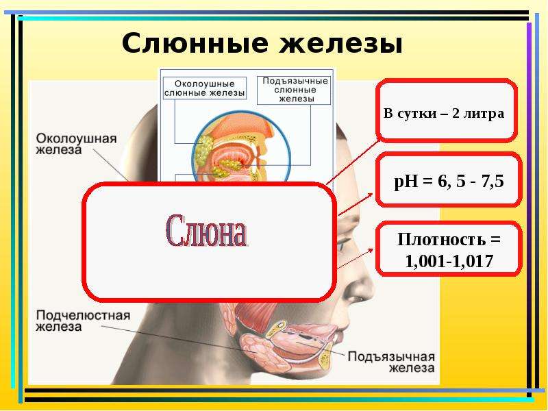 Ротовая полость презентация