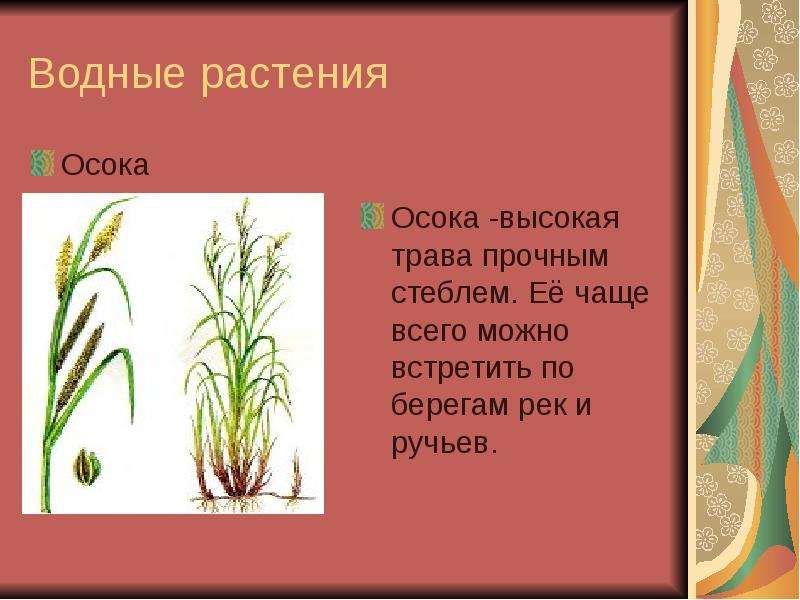 Трава ударение. Осока. Осока трава сообщение. Осока описание для детей. Осока ударение.