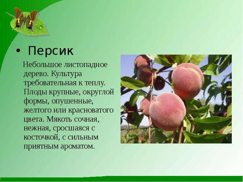 Рассказ о плоде растения. Сообщение о персике. Персик для презентации. Презентация на тему плодовые деревья. Плодовые деревья доклад.