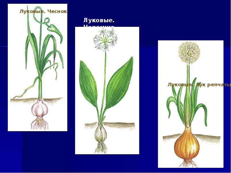 Семейство луковые рисунок