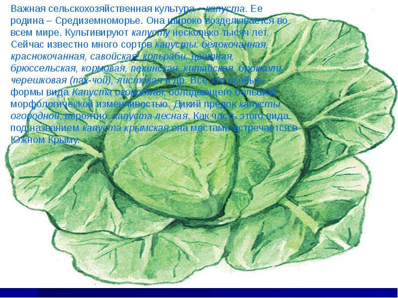 Презентация на тему капуста по биологии 6 класс