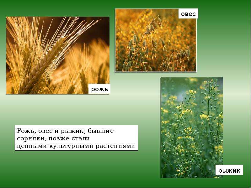 Презентация на тему разнообразие и происхождение культурных растений 6 класс