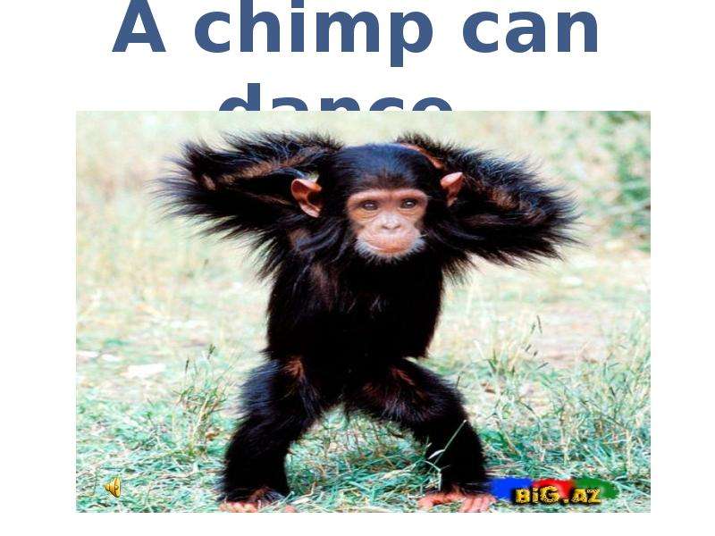 A Chimp can't. A Chimp can -----------andпродолжить предложения. Chimp. It’s Brown. It likes Bananas. It can Dance.