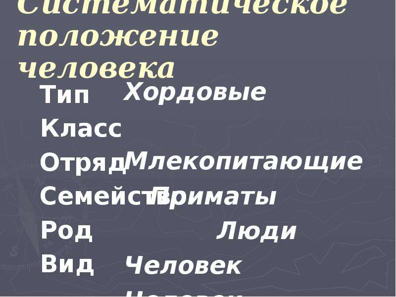 Человек класс отряд семейство род. Человек Тип класс отряд семейство род вид. Систематическое положение человека в отряде приматов. Систематическое положение лося. Ленивец Тип класс отряд семейство род вид.