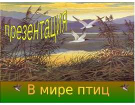 В мире птиц