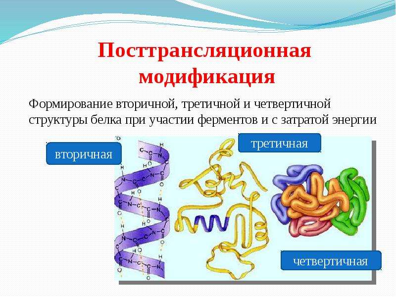 Ферменты участвующие в синтезе белка. Вторичная третичная и четвертичная структура белка. Синтез белка посттрансляционная модификация. Формирование вторичной третичной и четвертичной структуры белка. Структура белка Биосинтез белка.