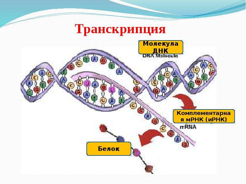 Транскрипция трансляция биосинтез. Схема транскрипции синтеза белка. Схема процесса транскрипции Биосинтез белка. Схема биосинтеза белка транскрипция и трансляция. Транскрипция биология Биосинтез белка.