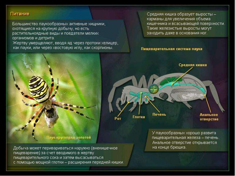 Презентация на тему паукообразные биология 7 класс
