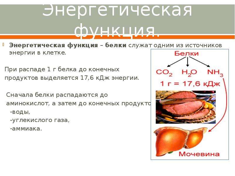 Энергетическая функция белков. Белок энергетическая функция. Энергетическая роль белков. Белки выполняющие энергетическую функцию. Энергетическая функция белков примеры белков.