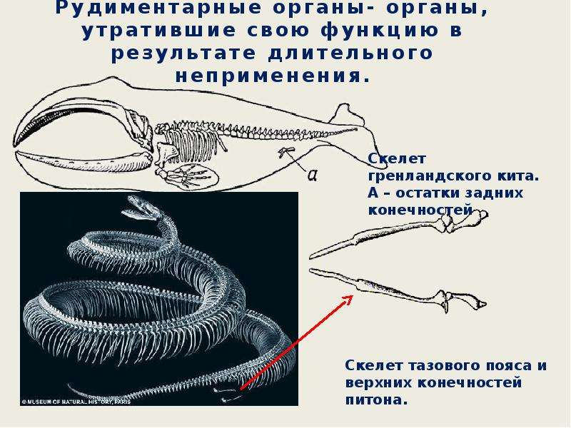 Рассмотрите рисунки на которых представлены птица киви часть скелета питона скелет кита