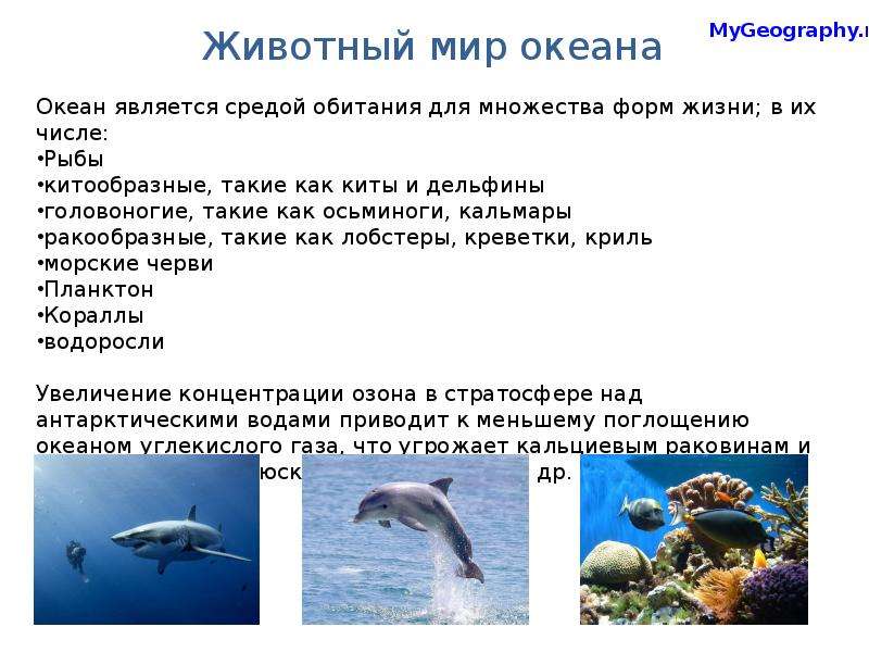 Моря и океаны презентация 5 кл 8 вид