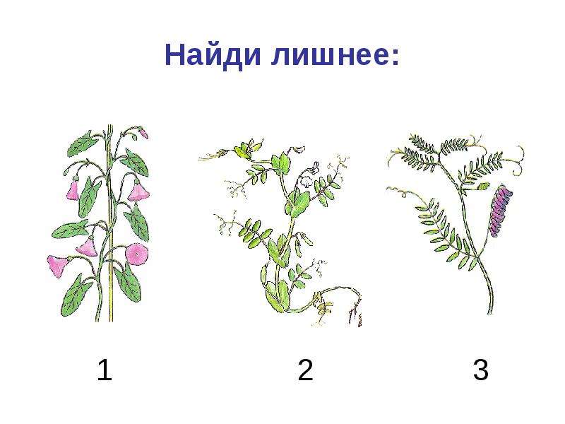 К какому классу относят растение коробочки. К какому классу относят растение лист которого показан на рисунке 1. Группа каких растений обозначена цифрой 3.