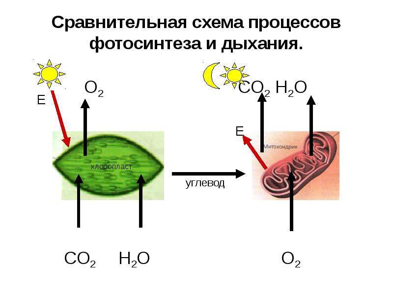 Схема процесса дыхания растения