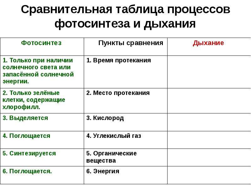 Сравнительная характеристика фотосинтеза и дыхания