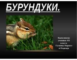 Бурундуки