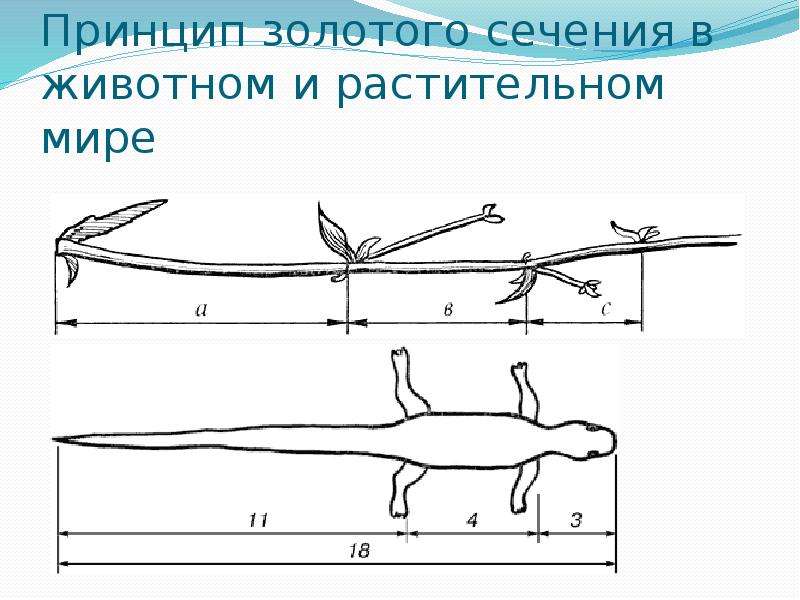 Принцип золотого. Ящерица золотое сечение. Хвост ящерицы золотое сечение. Золотое сечение в животных. Золотое сечение в природе ящерица.