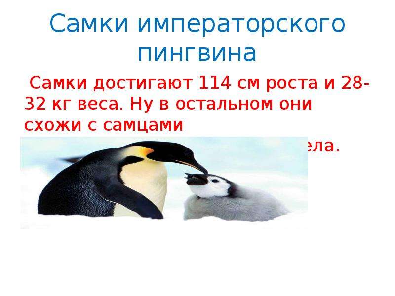 Про пингвина рассказ 1. Презентация на тему пингвины. Презентация на тему Императорский Пингвин. Интересные факты о пингвинах. Доклад про пингвинов.