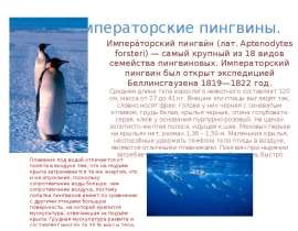 Императорские пингвины