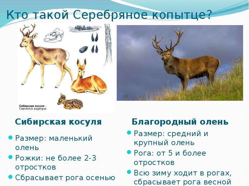 Кроссворд серебряное копытце