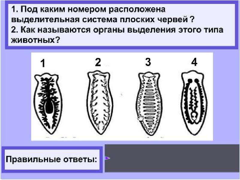 Выделительная система плоских червей. Плоские черви выделение. Выделение плоских червей. Тип выделительной системы плоских червей. Характеристика выделительной системы плоских червей.