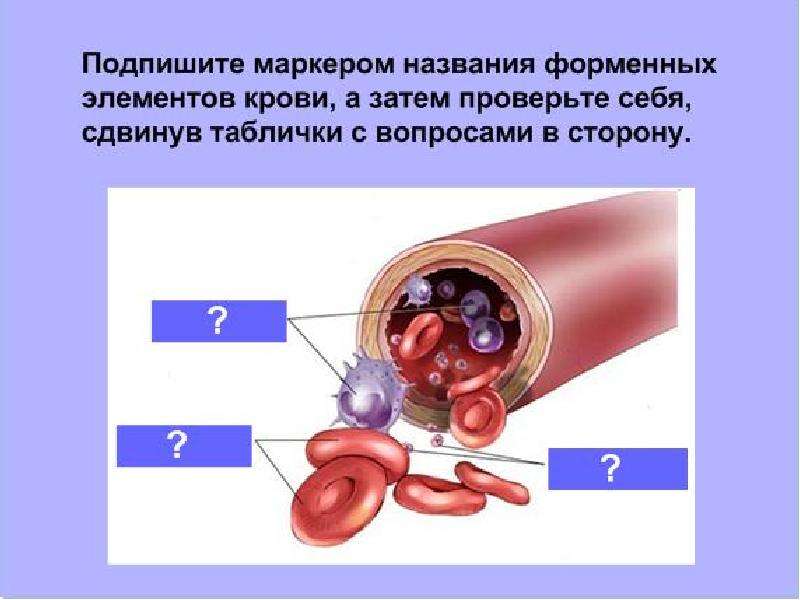 Презентация по биологии органы выделения 7 класс