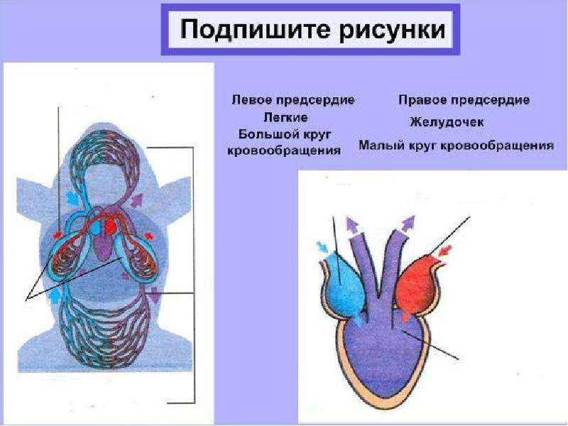 Органы выделения у животных 7 класс презентация