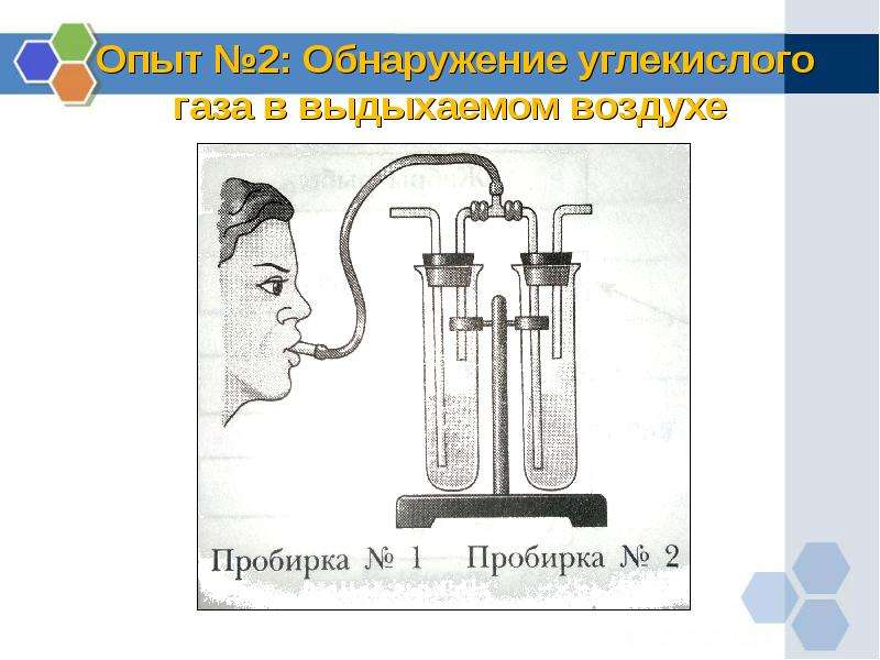 Можно ли жить и не дышать презентация 5 класс