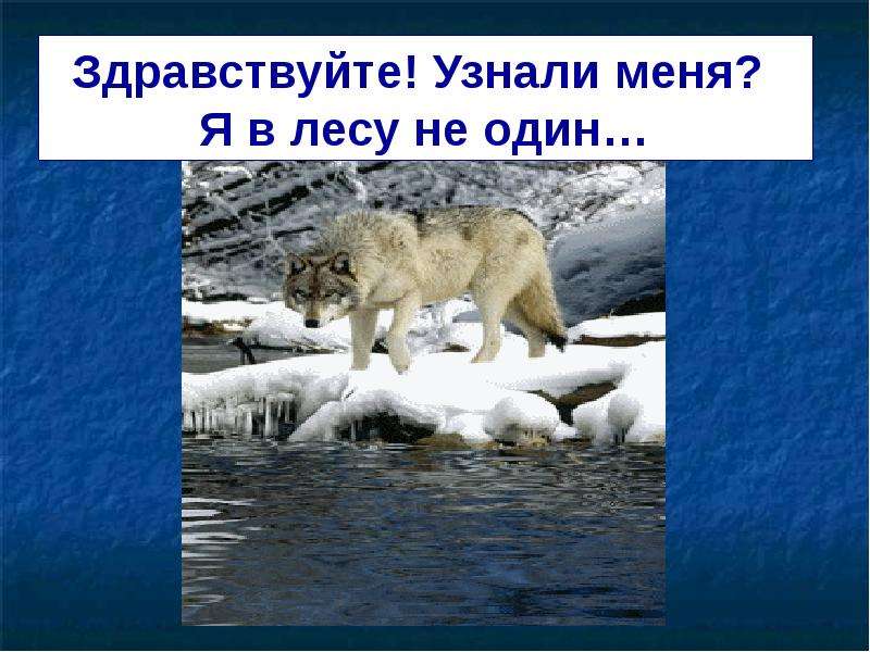 Презентация жизнь животных в разные времена года. Жизнь животного зимой доклад. Животные зимой презентация 2 класс. Жизнь животных в зимнее время презентация. Животные зимой презентация.