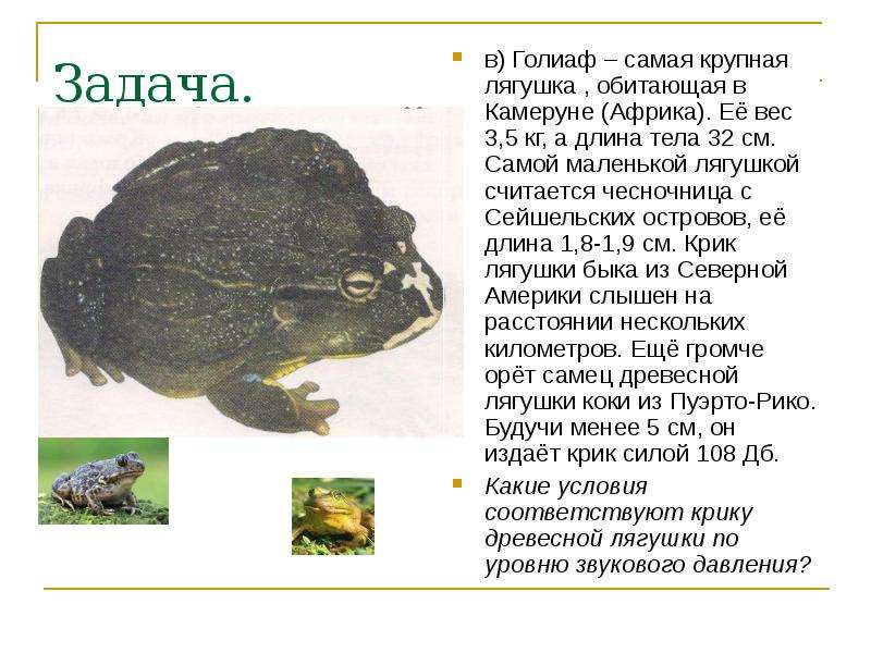 Задача. в) Голиаф – самая крупная лягушка , обитающая в Камеруне (Африка). Её вес 3,5 кг, а длина те
