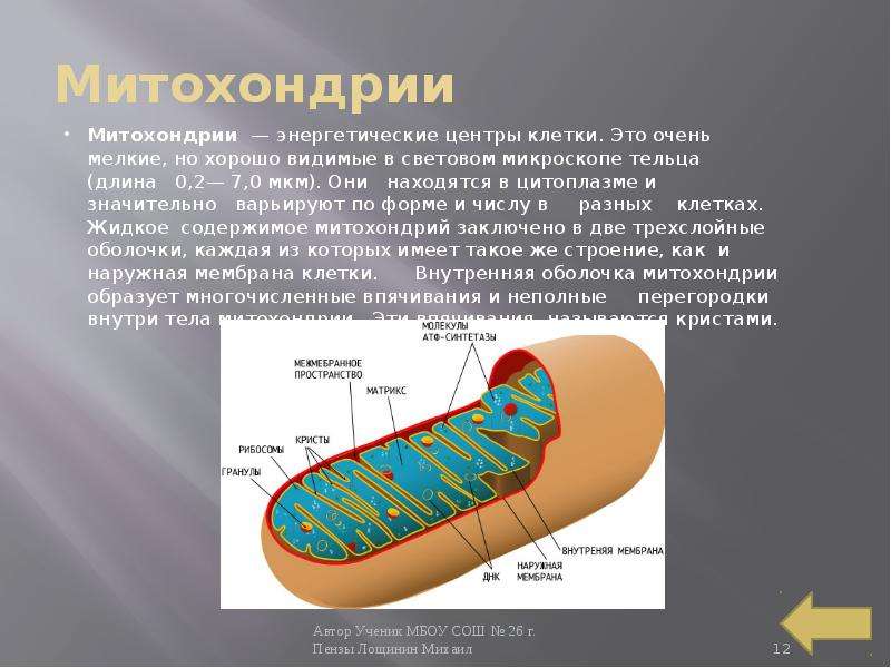 Митохондрии Митохондрии — энергетические центры клетки. Это очень мелкие, но хорошо видимые в светов
