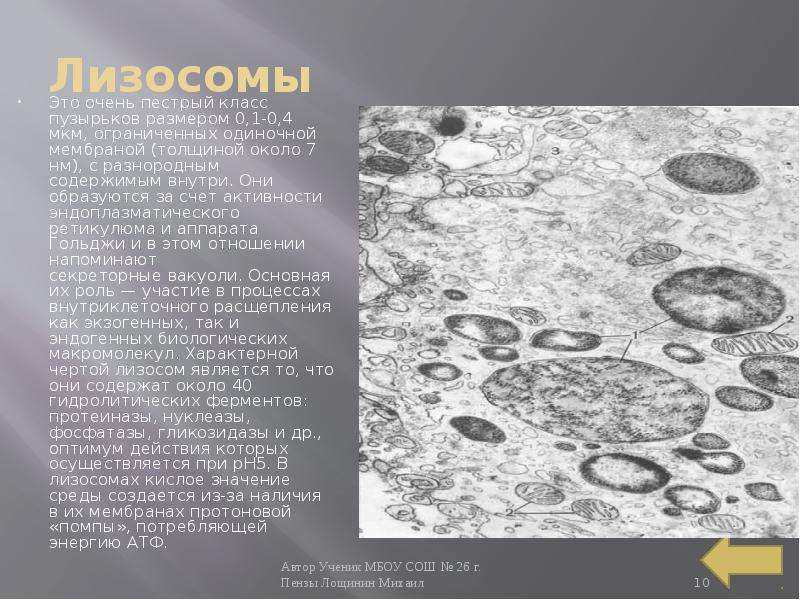 Лизосомы Это очень пестрый класс пузырьков размером 0,1-0,4 мкм, ограниченных одиночной мембраной (т