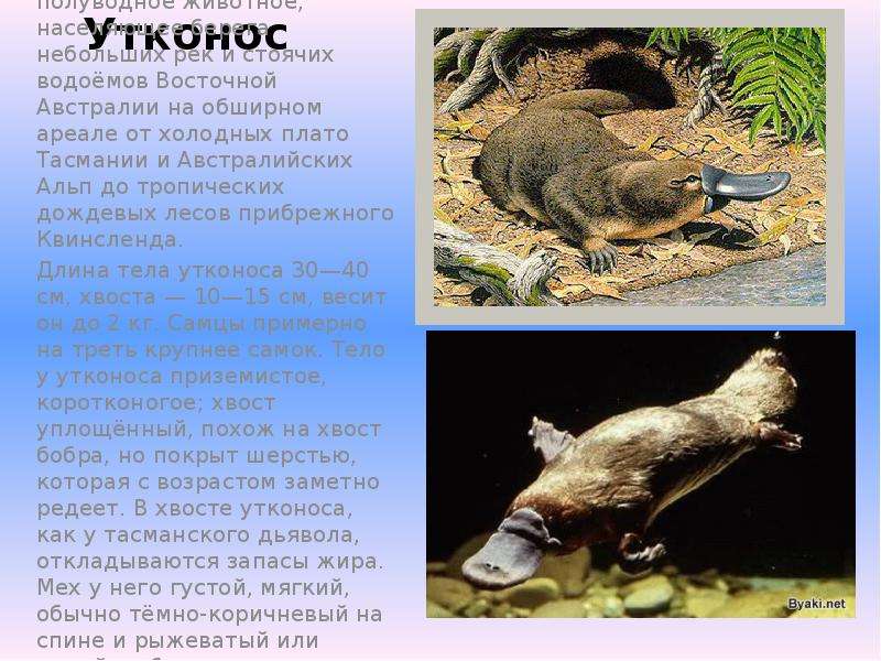 Утконос Утконос — скрытное ночное полуводное животное, населяющее берега небольших рек и стоячих вод