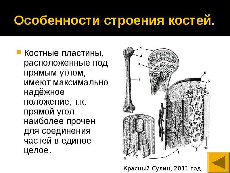 Назовите элементы строения кости обозначенные на рисунке цифрами 1 и 2