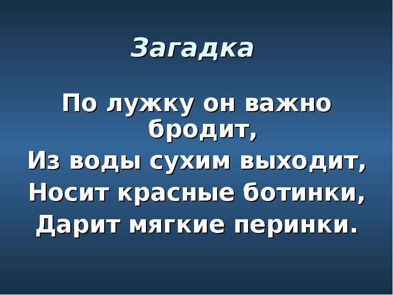 Загадка вышел. Загадка по лужку он важно бродит из воды сухим выходит. Загадка по лужку он важно бродит. Кто выходит сухим из воды загадка. Отгадай загадку на лужку он важно бродит..