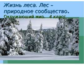 Жизнь леса. Лес – природное сообщество
