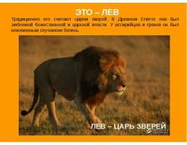 Львы