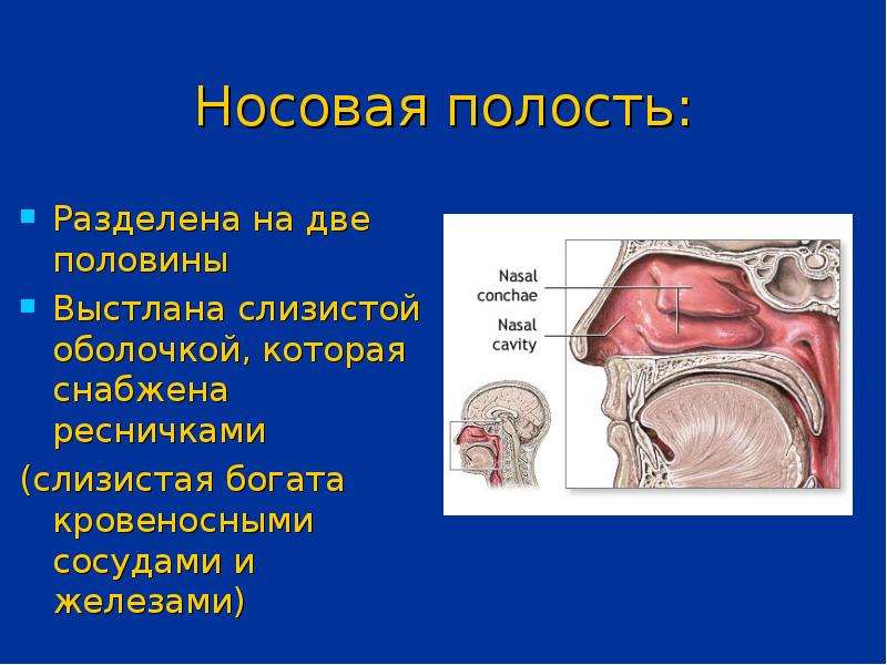 Носовая полость кратко