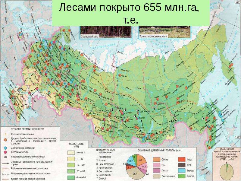 Карта сосновых лесов россии