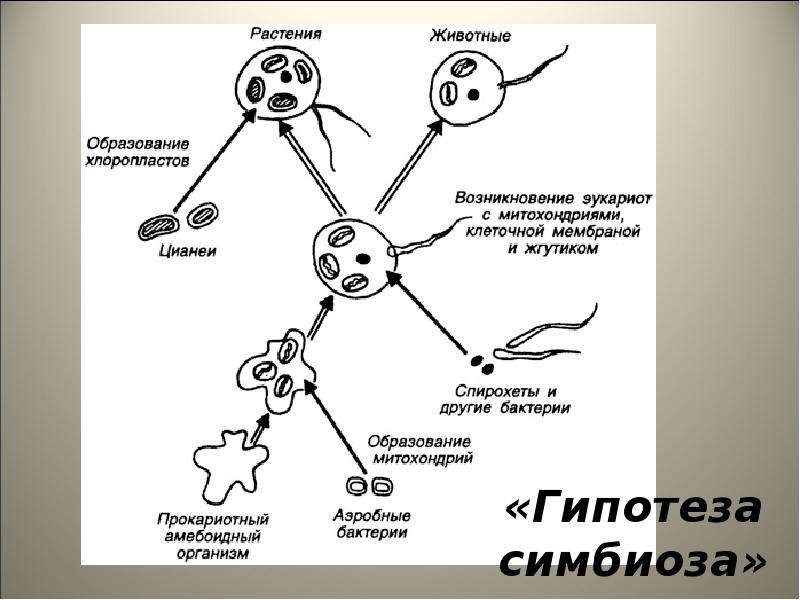 Появление клетки как исходная точка биологической эволюции