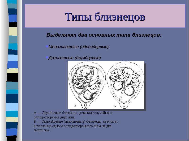 Близнецы похожи или нет проект по биологии 9 класс