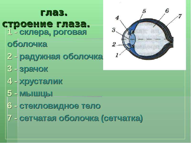 Фокусировку изображения обеспечивает хрусталик зрачок стекловидное тело