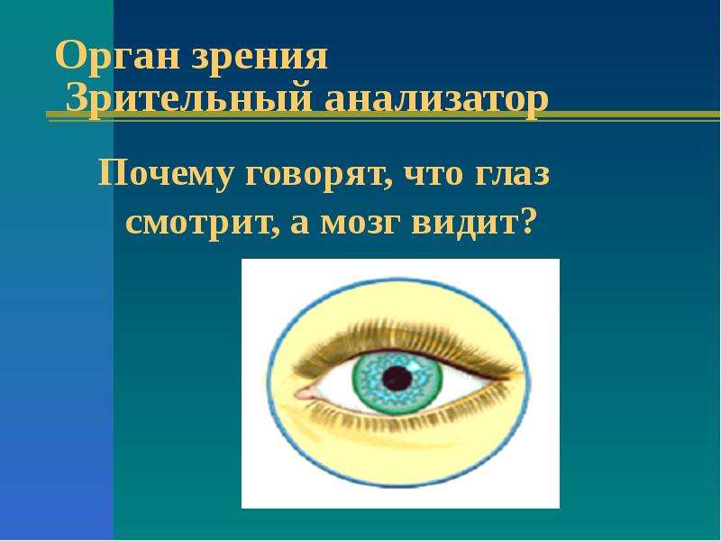 Презентация орган зрения и зрительный анализатор 8 класс