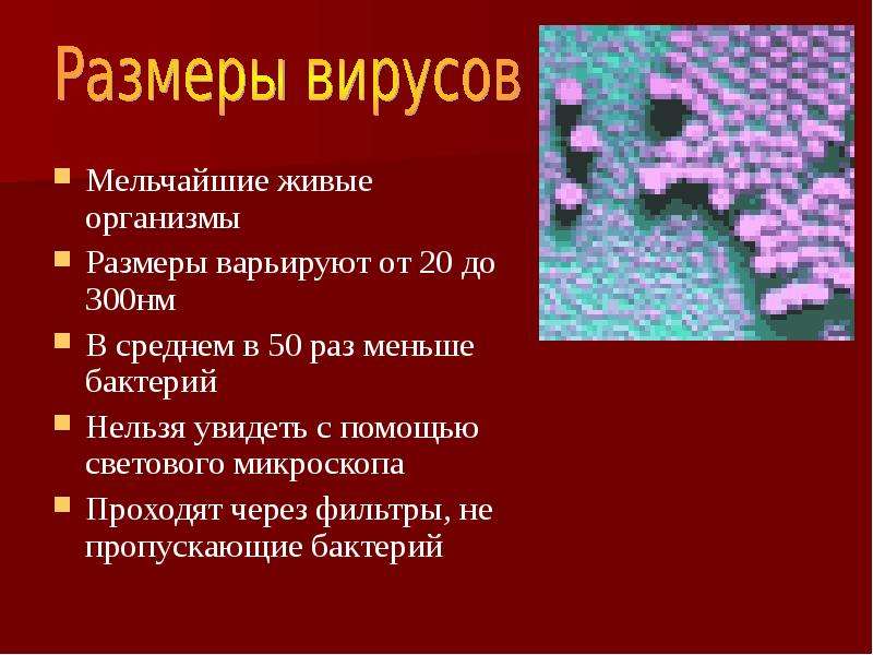 Вирусы презентация 5 класс