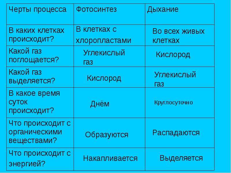 Сравнение процессов фотосинтеза. Дыхание растений и животных 6 класс биология. Дыхание по биологии 6 класс. Органы дыхания растений. Дыхание растений 6 класс.