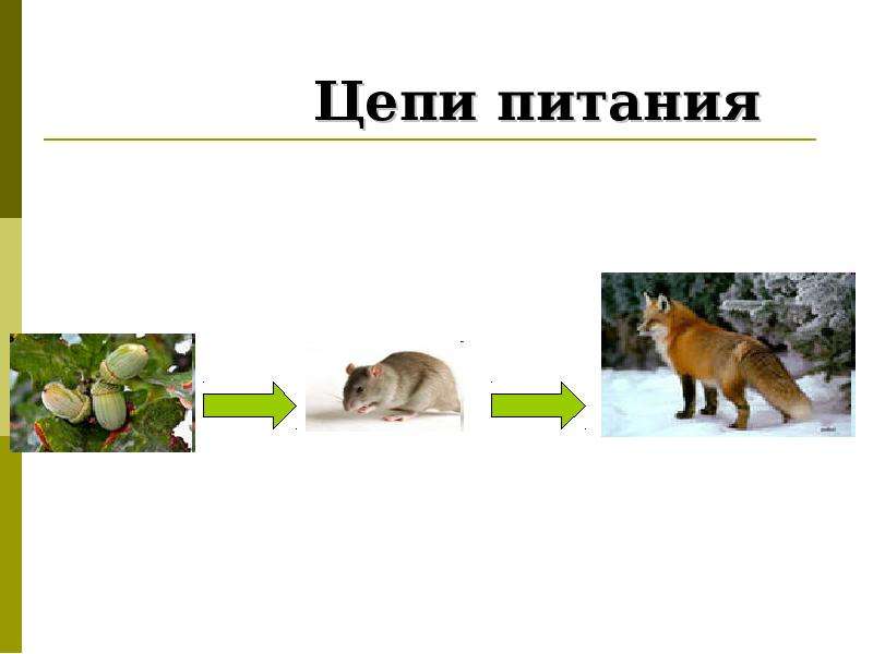 Цепи питания презентация