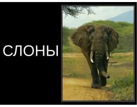 слоны