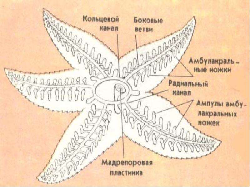 Строение звезды рисунок