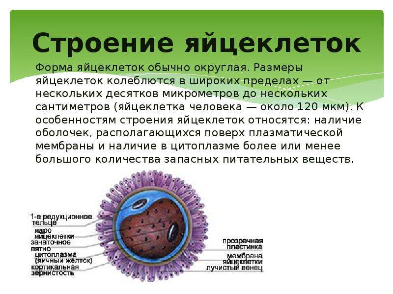 Схема строения яйцеклетки