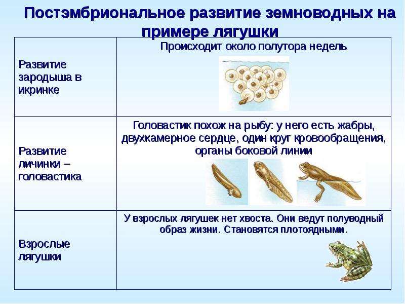 Класс земноводные или амфибии 7 класс презентация